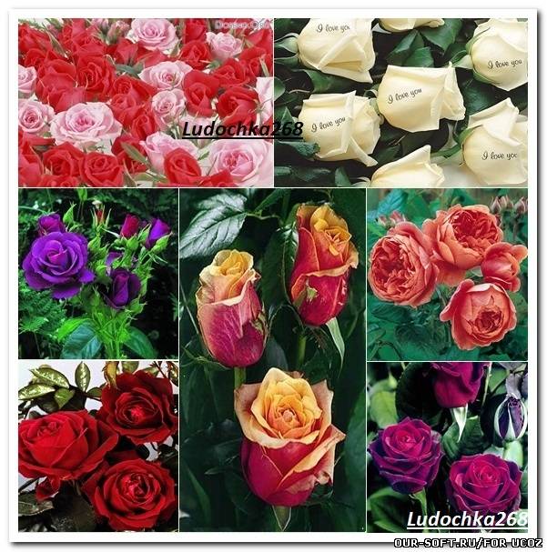 Розы - красивые фотографии прекрасных цветов