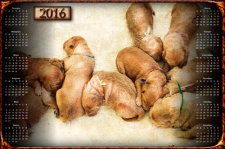 Календарь настенный 2016 - Девять маленьких щенков