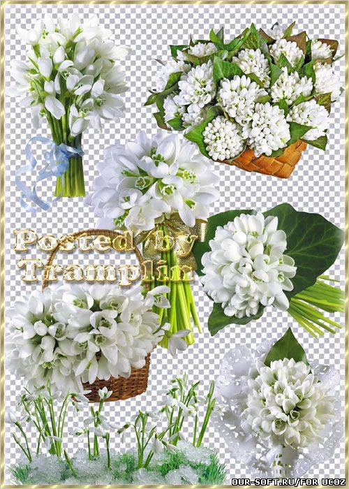Клипарт – Подснежники с бантами и в корзинках
