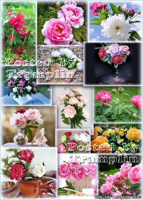 Пионы - Июня страстное творенье, и божество и вдохновенье