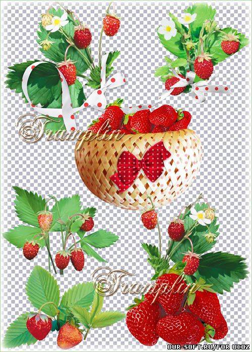 Клипарт на прозрачном фоне – Клубника - Душистая и спелая, Вот и стала зрелая
