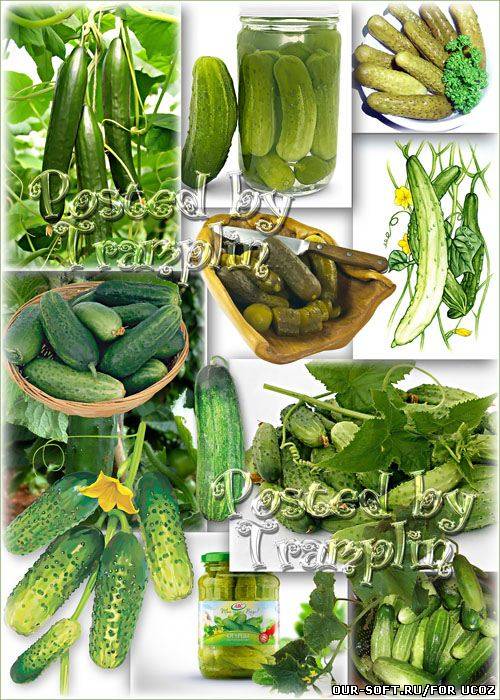 Клипарт Огурцы – Зелененьким листом укрылся как зонтом