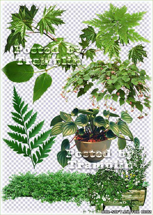 Зеленые листья, веточки, цветы в горшках - Клипарт на прозрачном фоне в Png