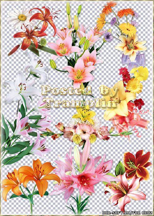 Лилии на прозрачном фоне - Цветы серебристые - Лучи золотистые