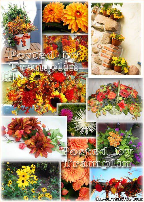 Цветы Осеннего Колера