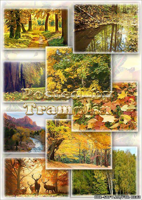 Клипарт – Осенние пейзажи - Кроет уж лист золотой влажную землю в лесу