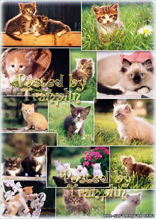 Клипарт Котята – Он теплый и пушистый, клубочек озорной