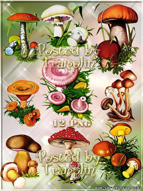 Клипарт – Грибы на прозрачном фоне