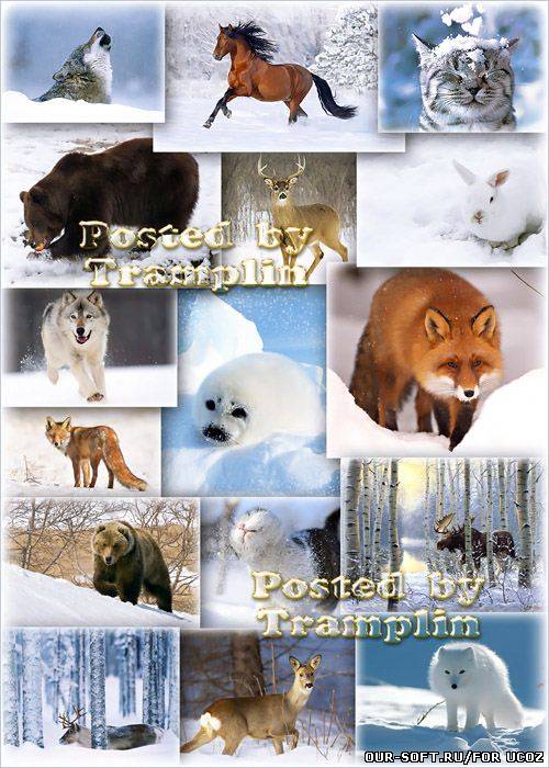 Фото Клипарт – Животные зимой