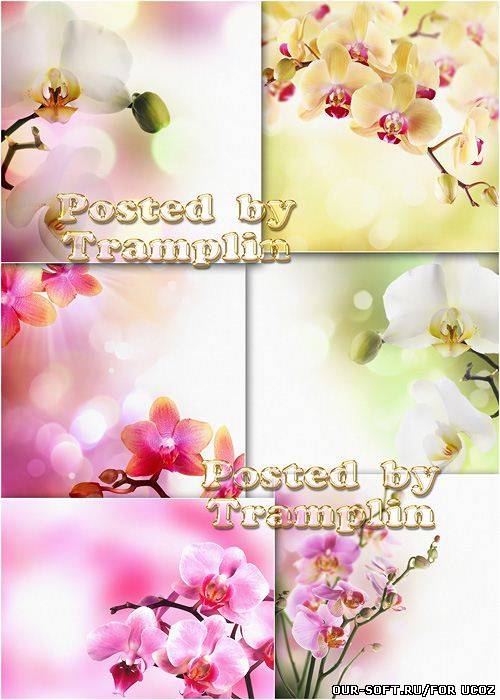 Прекрасные орхидеи - Beautiful orchids