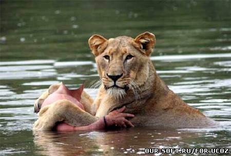 Шаблон для фотошопа - купание с львицей