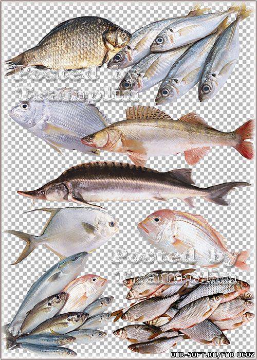 Клипарт – Рыба