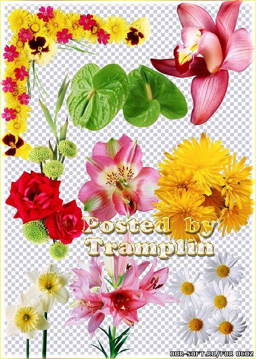Клипарт Цветочный – Лилии, розы, ромашки, гвоздики, орхидеи