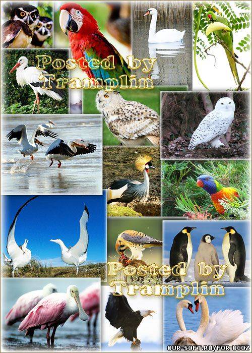 Коллекция изображений Животный мир - Птицы