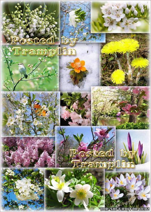 Фоны - Весна в окно стучится