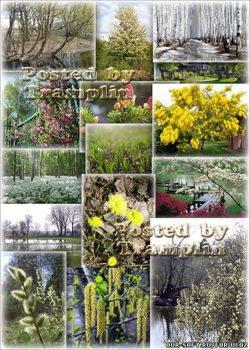 Весенний фото клипарт – Деревья распускаются, природа расцветает