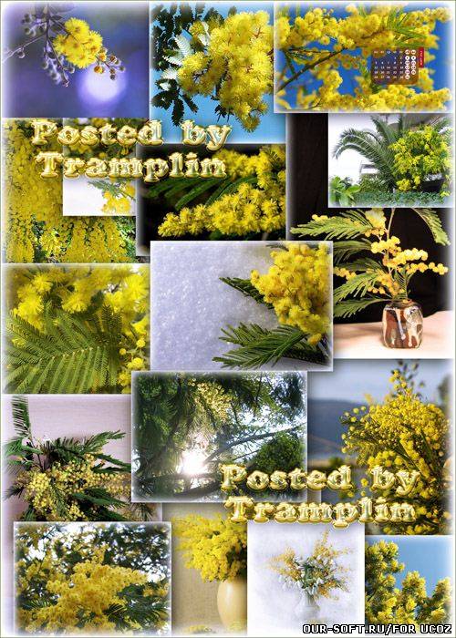 Весенний фото клипарт Мимоза – Весны пробужденья росток