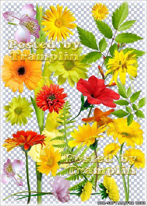 Клипарт на прозрачном фоне – Цветочки и листочки