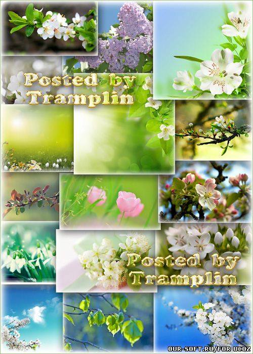 Клипарт фоны – Весеннее цветение