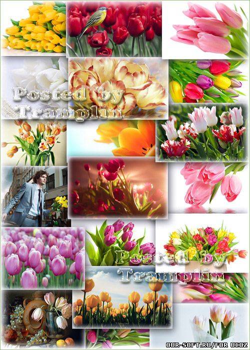 Тюльпаны – Весенний клипарт - фоны