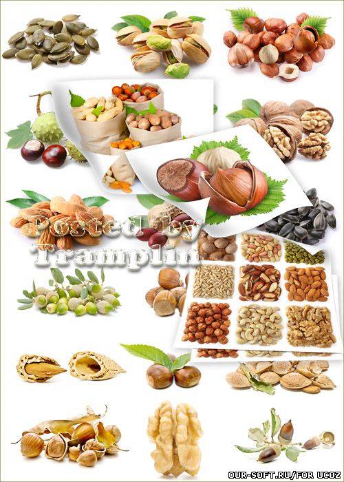 Растровый клипарт  -  Орехи, семечки, фисташки, листочки, миндаль, желуди