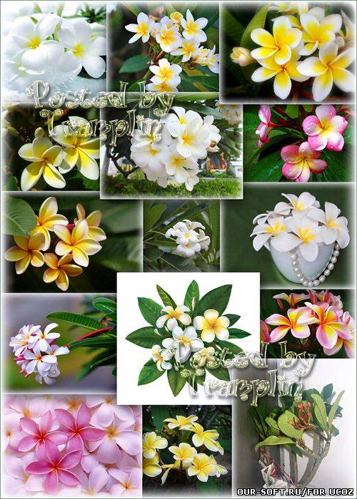 Цветочный фото клипарт  -  Удивительная Плюмерия