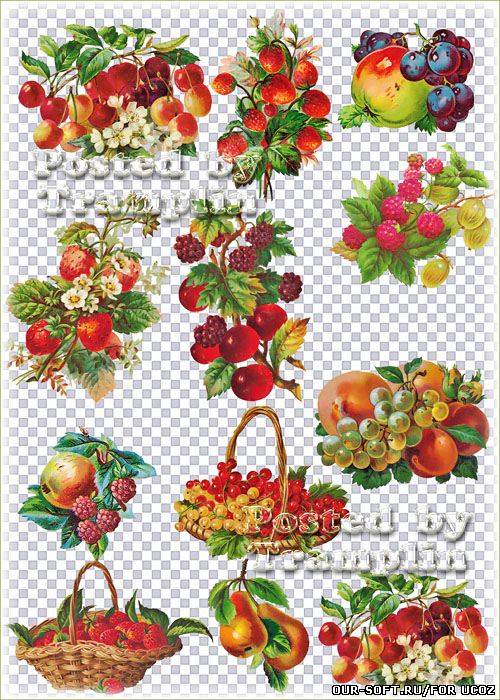 Винтажные фрукты на прозрачном фоне – Виноград, яблоки, клубника, персики, вишня