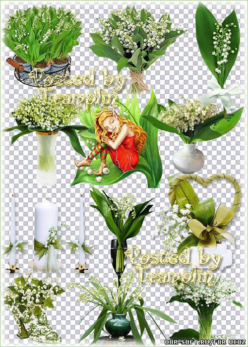 Ландыши – Весенний клипарт на прозрачном фоне