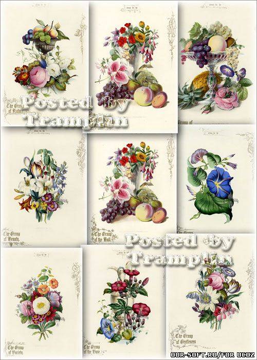 Старинные принты – Очаровательные иллюстрации фруктов и цветов