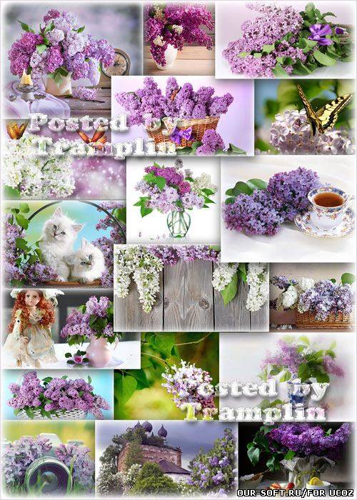 Сирень - Большие и пышные гроздья-цветы, густые и влажные кисти