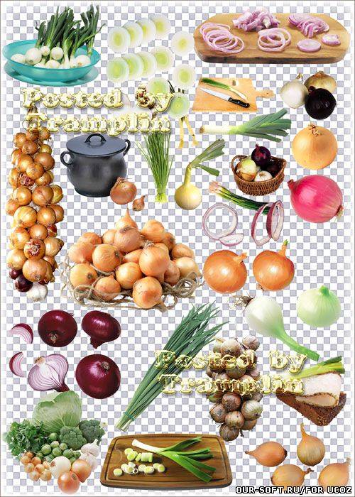 Лук репчатый – Большая коллекция клипарта на прозрачном фоне