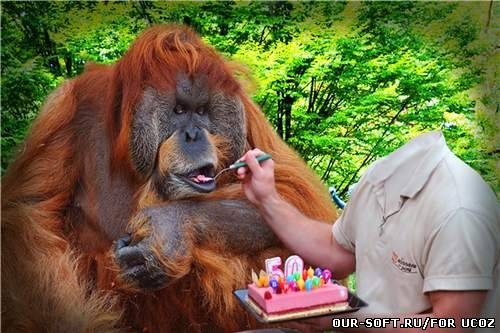 Мужской шаблон-день рождения обезьяны