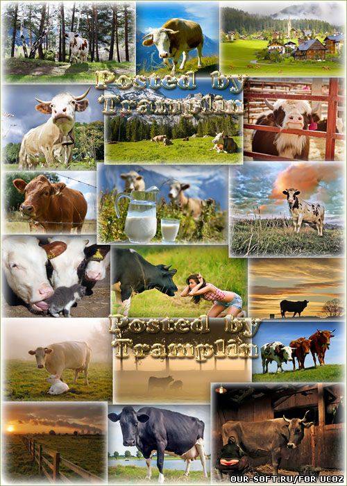 Фото клипарт – Коровы