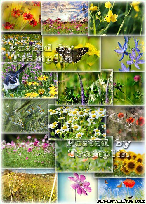 Фото клипарт – Луга, цветы, лето