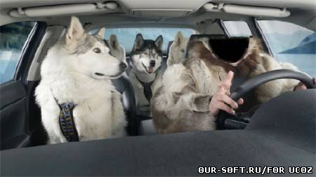 Шаблон для мужчин - В машине с хасками