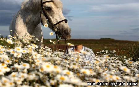 Шаблон для фотошопа - В красивом поле с красивым конем